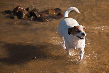 Image showing Playful Jack Russell Terrier Dog Playing in Water