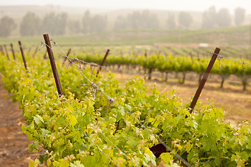 Image showing Beautiful Lush Grape Vineyard in The Morning Sun and Mist