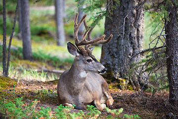 Image showing White Tail Deer Resting