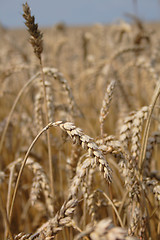 Image showing golden corn