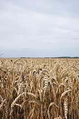 Image showing golden corn