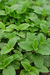 Image showing sweet mint