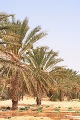 Image showing oasis in the desert 