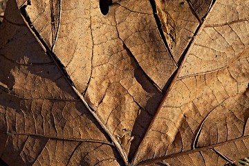 Image showing Leaf