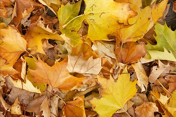 Image showing Leaves