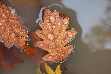 Image showing Leaf