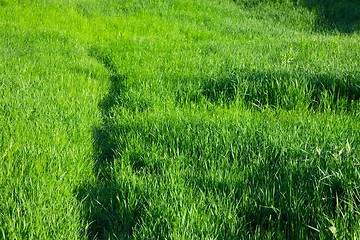 Image showing Grass