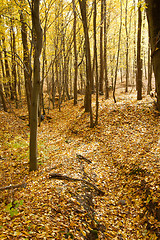 Image showing Autumn Forest