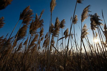 Image showing Reed