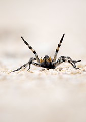 Image showing Spider