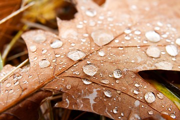 Image showing Autumn Leaves