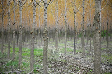 Image showing Forest