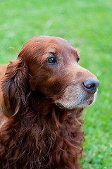 Image showing Irish setter