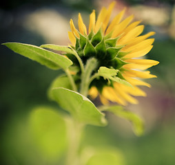 Image showing Sunflower