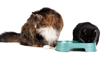 Image showing Cats eating