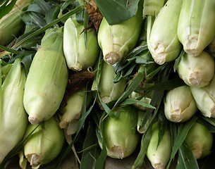 Image showing Corn