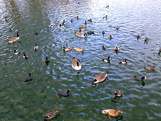 Image showing Flock of ducks