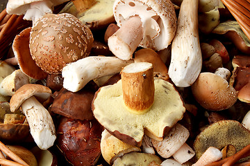 Image showing detail of fresh autumn mushroom