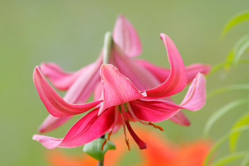 Image showing Pink lilly