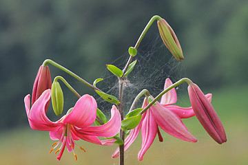Image showing Pink lilly