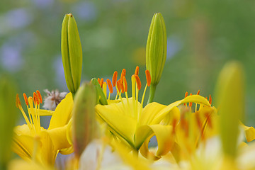 Image showing Yellow lilly