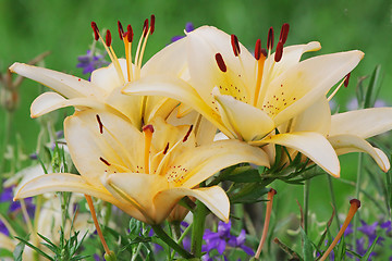 Image showing Beige lilly
