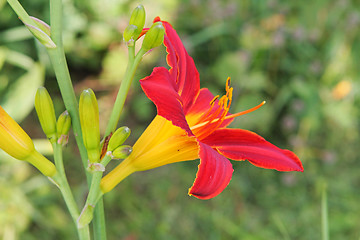 Image showing Multi-coloured lilly