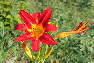 Image showing Multi-coloured lilly