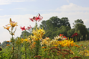 Image showing Multi-coloured lillies