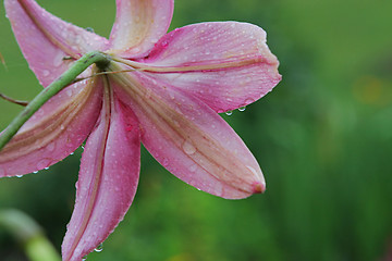 Image showing Pink lilly