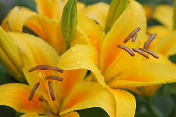 Image showing Yellow lillies