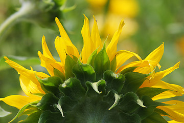 Image showing Sunflower