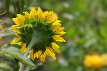 Image showing Sunflower