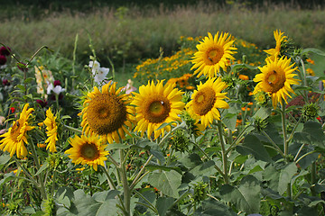 Image showing Sunflowers