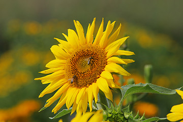 Image showing Sunflower