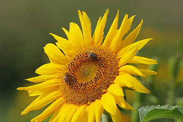 Image showing Sunflower