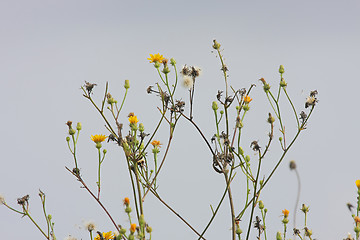 Image showing Flowers