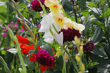 Image showing Multi-coloured flowers