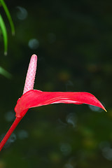 Image showing Anthurium Flower