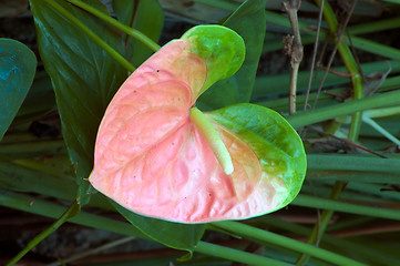 Image showing Pink Anthurium Lily