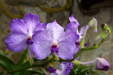 Image showing Violet orchid