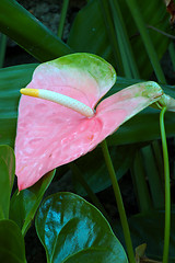 Image showing Pastel Pink Anthurium Lily