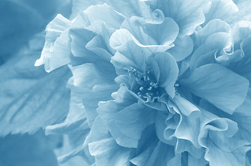 Image showing Azalea Soft Background