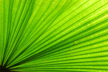 Image showing Fan Palm Leaf