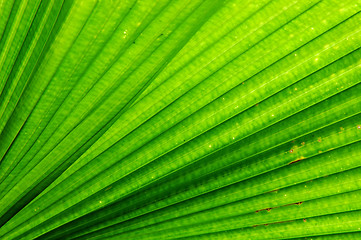 Image showing Fan Palm Leaf