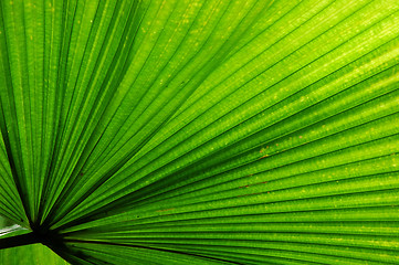 Image showing Fan Palm Leaf