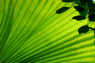 Image showing Fan Palm Leaf