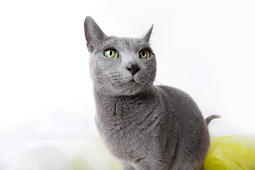 Image showing Russian Blue Cat
