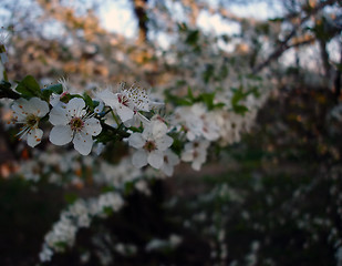 Image showing Spring tree flowers 2