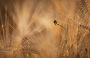 Image showing Fields of Wheat in Summer